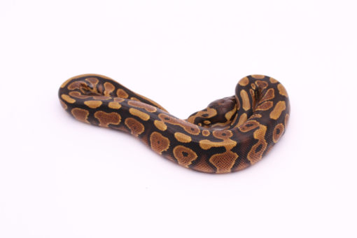 Africa import dinker ball python for sale