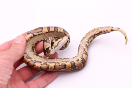 Africa import dinker ball python for sale