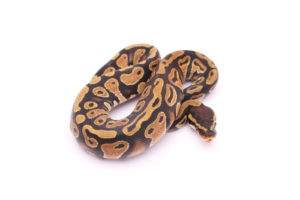 Africa import dinker ball python for sale