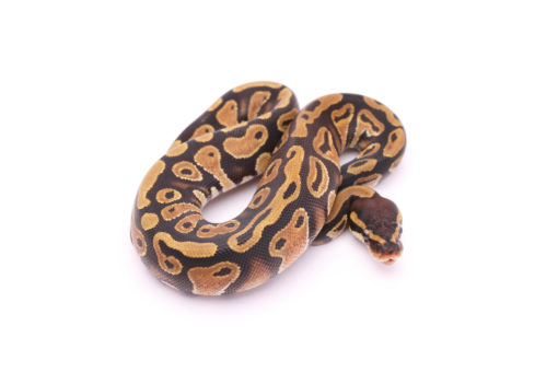 Africa import dinker ball python for sale