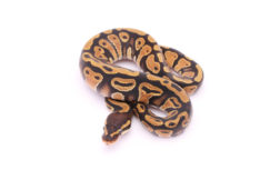 Africa import dinker ball python for sale