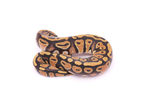 Africa import dinker ball python for sale
