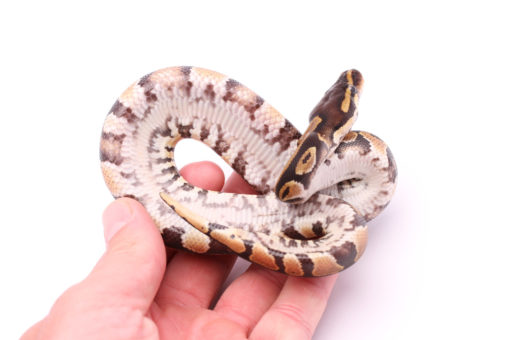 Africa import dinker ball python for sale