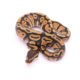 Africa import dinker ball python for sale