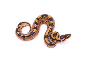 Africa import dinker ball python for sale