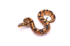 Africa import dinker ball python for sale