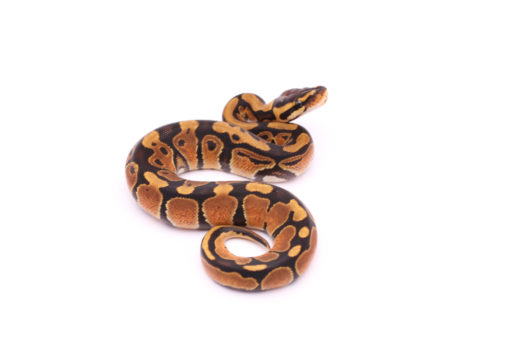 Africa import dinker ball python for sale