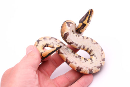 Africa import dinker ball python for sale