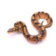 Africa import dinker ball python for sale