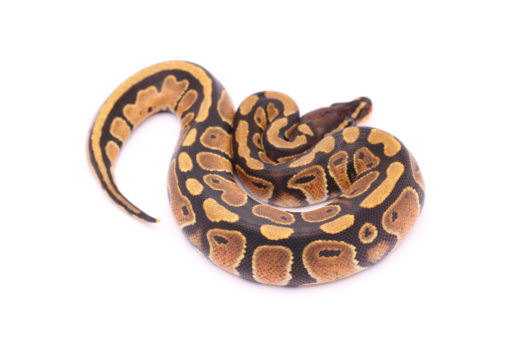 Africa import dinker ball python for sale