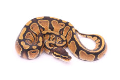 Africa import dinker ball python for sale