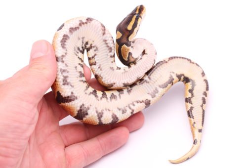 Africa import dinker ball python for sale