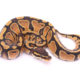Africa import dinker ball python for sale