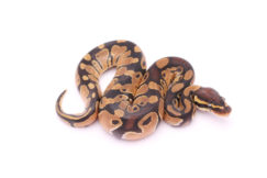 Africa import dinker ball python for sale