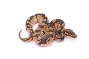 Africa import dinker ball python for sale