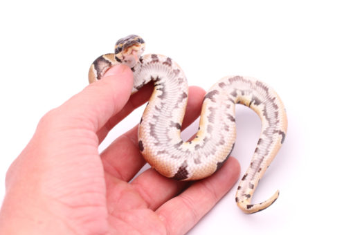 Africa import dinker ball python for sale