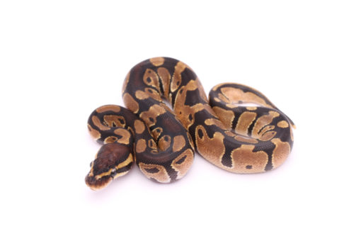 Africa import dinker ball python for sale