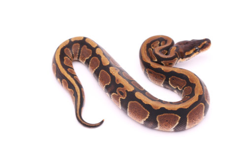 Africa import dinker ball python for sale