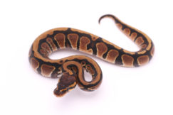 Africa import dinker ball python for sale