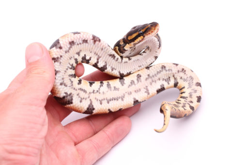 Africa import dinker ball python for sale