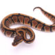 Africa import dinker ball python for sale