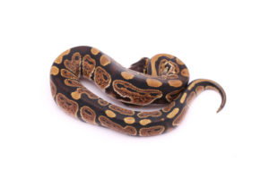 Africa import dinker ball python for sale