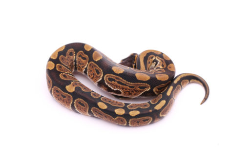 Africa import dinker ball python for sale