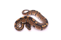 Africa import dinker ball python for sale