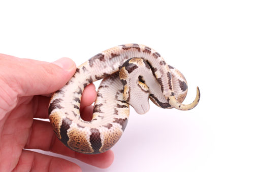 Africa import dinker ball python for sale