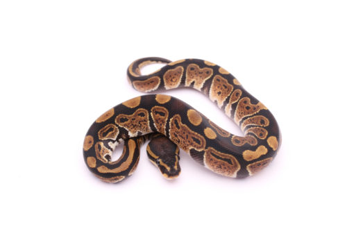 Africa import dinker ball python for sale