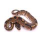 Africa import dinker ball python for sale