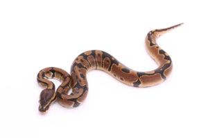Africa import dinker ball python for sale