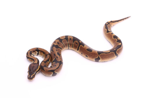 Africa import dinker ball python for sale