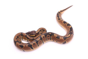Africa import dinker ball python for sale