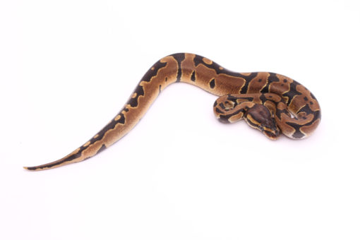 Africa import dinker ball python for sale