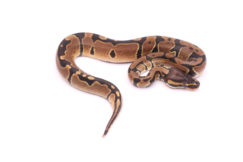Africa import dinker ball python for sale