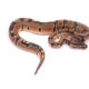Africa import dinker ball python for sale