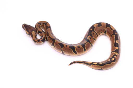 Africa import dinker ball python for sale