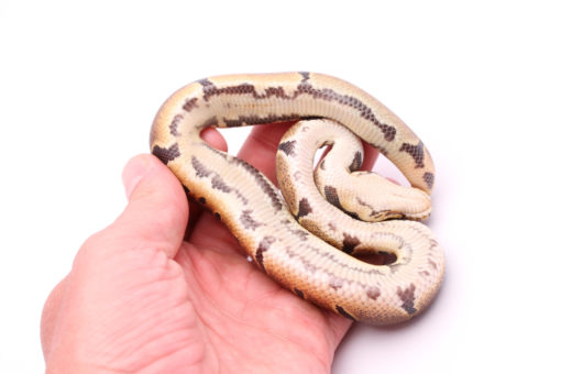 Africa import dinker ball python for sale