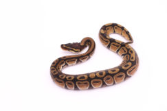 Africa import dinker ball python for sale