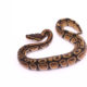 Africa import dinker ball python for sale