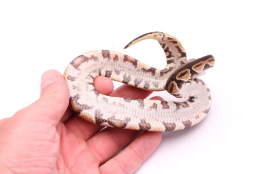 Africa import dinker ball python for sale