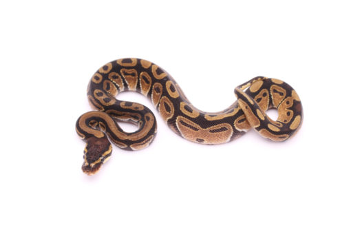 Africa import dinker ball python for sale