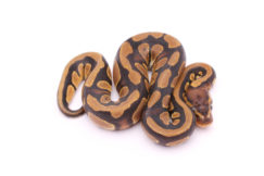 Africa import dinker ball python for sale