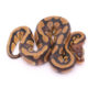 Africa import dinker ball python for sale