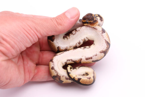 Africa import dinker ball python for sale