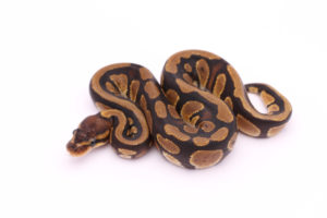 Africa import dinker ball python for sale