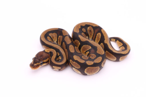 Africa import dinker ball python for sale