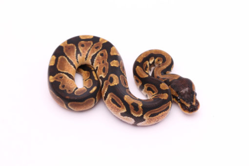Africa import dinker ball python for sale