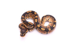 Africa import dinker ball python for sale